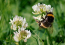 A Pollinating Bee - Zarief Akhtar