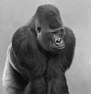 A Siver Back Gorilla - Shylaja Muringoor