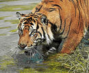 A Sumatran Tiger on Alert - Shylaja Muringoor
