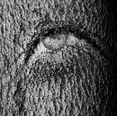 A Trees Lament - Paul Carr