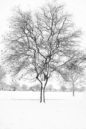 A White Christmas - Leigh Kogan