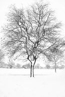 A White Christmas - Leigh Kogan