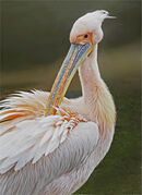 A White Pelican - Shylaja Muringoor