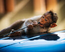 Aerial Monkey - Sue Rosner