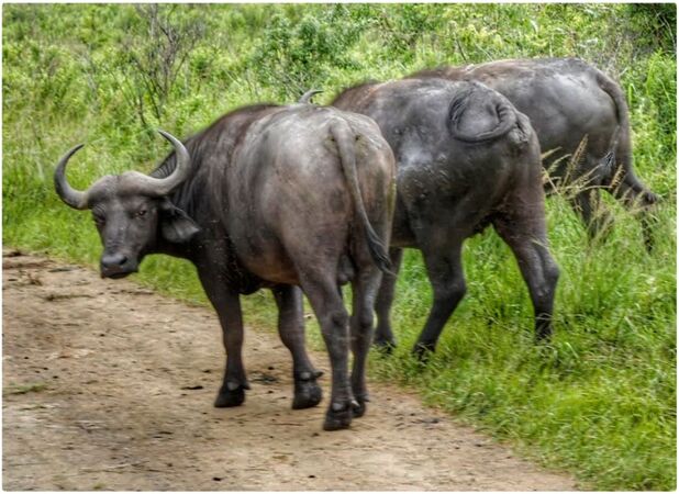 African Buffalo - Sue Rosner