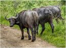 African Buffalo - Sue Rosner