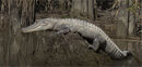 American Alligator - D Tyrrell