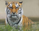 Amur Tiger Having a Swim - Shylaja Muringoor