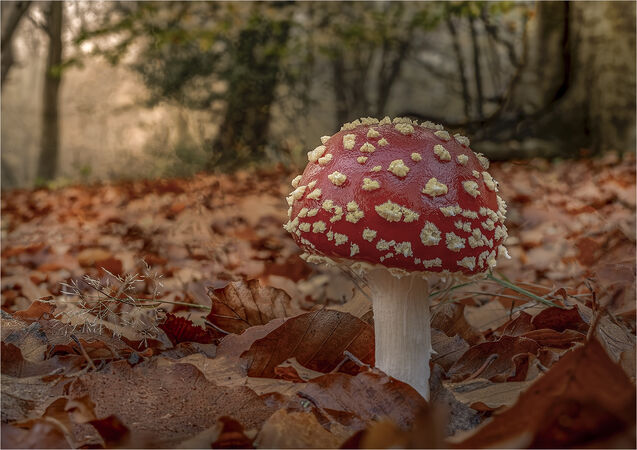 An Autumn Splendor - D Tyrrell