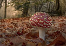 An Autumn Splendor - D Tyrrell
