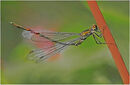 An Emerald Damselfly - Shylaja Muringoor (2)