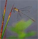 An Emerald Damselfly - Shylaja Muringoor