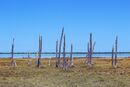 Anakao Stumps - Linda Topping