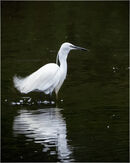 Ardea alba great egret 2 -david tachauer