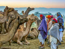 At the Camel Market - Jiti Chadha