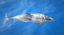 Atlantic Spotted Dolphin - Steve Freeder
