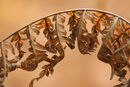Autumn Fern - Kevin Wright