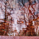 Autumn Haze - Sue Matthews