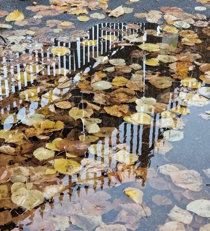 Autumn puddle - Bente Dahl