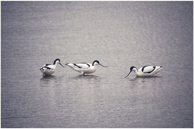 Avocet Trio - Ray Benn
