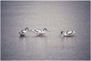 Avocet Trio - Ray Benn