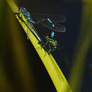 Azure Damselflies - Luciano Ocesca
