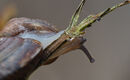Baby Brown Garden Snail - Lynn Saunders