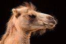 Bad Hair Day - Carole Milligan