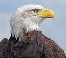 Bald Eagle - Shylaja Muringoor