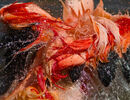 Bathing Flamingo - Kevin Wright