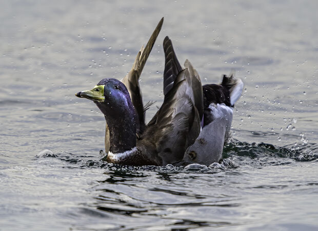 Bathing Mallard - Jim Williams