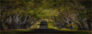 Beach Tree Avenue - David Tyrrell