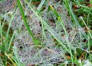 Beads of Morning Dew - Steve Freeder