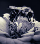 Bee on Flower-Hank Bishop