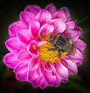 Bee on a Dahlia-Bob Gibbons