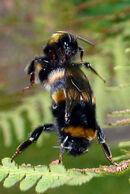 Bees - Norman Olley