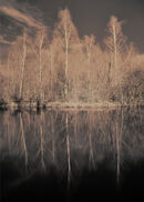 Birch Trees - Luciano Ocesca