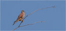 Bird on a Stick - David Tyrrell
