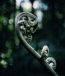 Birth of an Earthling - Anthony Rosner