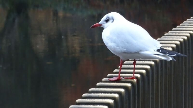Black Headed Gull - Adrian Gorst