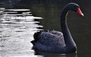 Black Swan - Alan Swailes