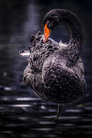 Black Swan - George Mayne