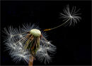 Blowing in the Wind - George Mayne