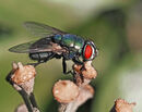 Blu Bottle Fly - Shylaja Muringoor (2)