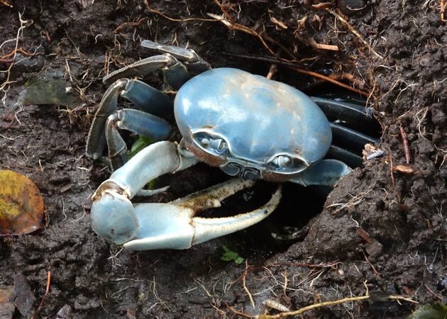 Blue Crab, Costa Rica - Steve Freeder