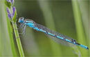 Blue Damselfly - Shylaja Muringoor
