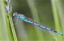 Blue Damselfly 3 - Shylaja Muringoor
