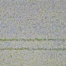 Borage - Chris Saunders