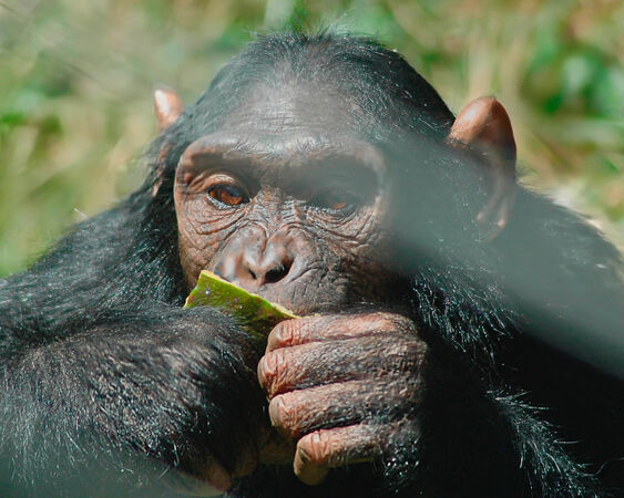 Breakfast - Steuart Allen