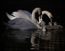 Breakfast Little One - Anila Hussain
